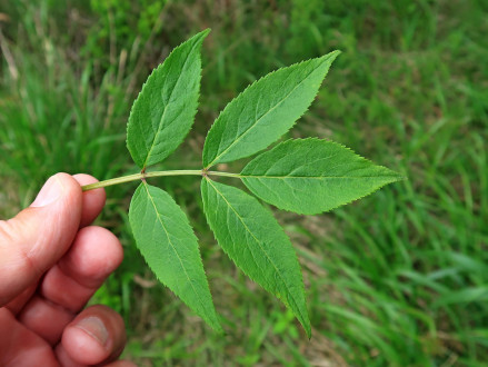 baza červená (Sambucus racemosa) - vrchná strana