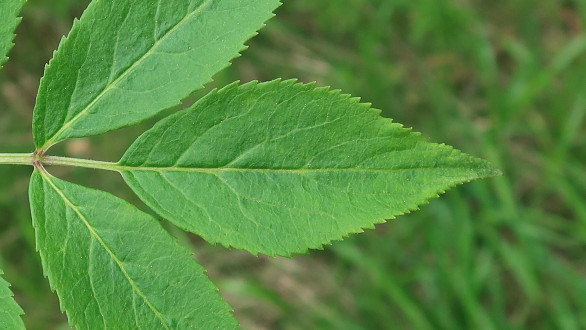 baza červená (Sambucus racemosa) - vrchná strana