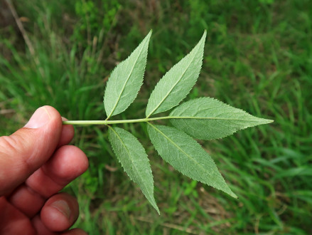 baza červená (Sambucus racemosa) - spodná strana
