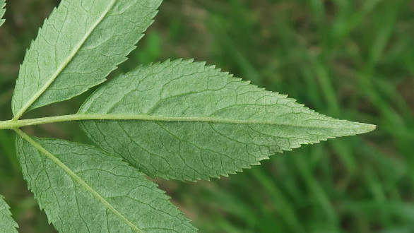 baza červená (Sambucus racemosa) - spodná strana