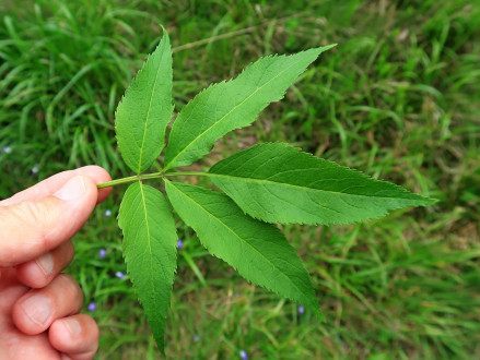 baza červená (Sambucus racemosa)