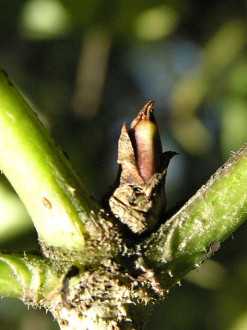 baza čierna (Sambucus nigra)