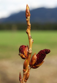 topoľ osikový (Populus tremula) - rozvíjajúce sa samčie (♂) jahňady
