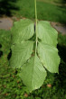 baza čierna (Sambucus nigra) - zložený list (spodná strana)