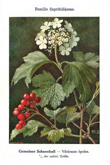 kalina obyčajná (Viburnum opulus) - Unsere Waldbäume, Sträucher und Zwergholzgewächse. Heidelberg, Carl Winter`s Universitätsbuchhandlung