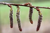 topoľ osikový (Populus tremula) - samičie (♂) jahňady