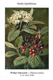 kalina siripútková (Viburnum lantana) - Unsere Waldbäume, Sträucher und Zwergholzgewächse. Heidelberg, Carl Winter`s Universitätsbuchhandlung