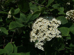 kalina siripútková (Viburnum lantana) - ozdobná kvetmi