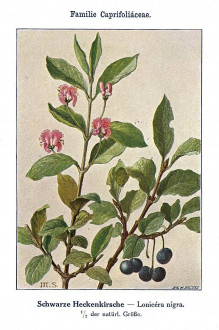zemolez čierny (Lonicera nigra) - Unsere Waldbäume, Sträucher und Zwergholzgewächse. Heidelberg, Carl Winter`s Universitätsbuchhandlung