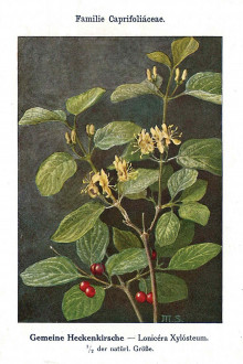 zemolez obyčajný (Lonicera xylosteum) - Unsere Waldbäume, Sträucher und Zwergholzgewächse. Heidelberg, Carl Winter`s Universitätsbuchhandlung