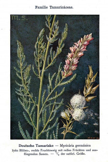 myrikovka nemecká (Myricaria germanica) - Unsere Waldbäume, Sträucher und Zwergholzgewächse. Heidelberg, Carl Winter`s Universitätsbuchhandlung