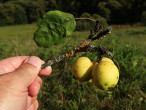jabloň planá (Malus sylvestris)