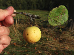 jabloň planá (Malus sylvestris)