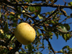 jabloň planá (Malus sylvestris)