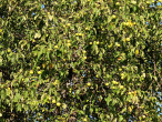 jabloň planá (Malus sylvestris)