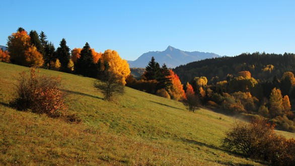 topoľ osikový (Populus tremula) - výrazný krajinotvorný prvok v jesenných mesiacoch