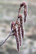 topoľ osikový (Populus tremula) - samčie (♂) jahňady