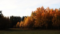 topoľ osikový (Populus tremula) - osikový hájik z koreňovej výmladnosti