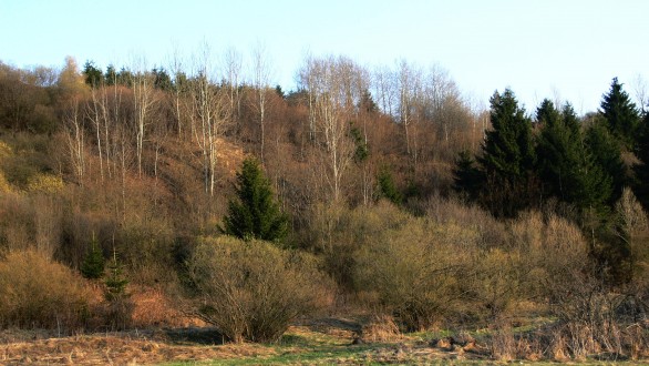 topoľ osikový (Populus tremula) - spolu s ostatnými náletovými drevinami (vŕby, brezy) na nevyužívaných pasienkoch