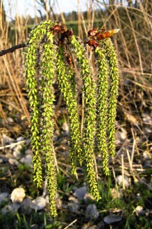 topoľ osikový (Populus tremula) - tobolky zoskupené do starpcovitých súplodí