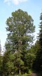 topoľ osikový (Populus tremula) - ústie Tichej a Kôprovej doliny, Vysoké Tatry (cca 890 m n. m.)
