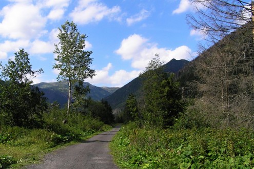 topoľ osikový (Populus tremula) - Tichá dolina, Vysoké Tatry (cca 1 000 m n. m.)
