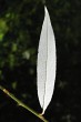 vŕba biela (Salix alba) - spodná strana