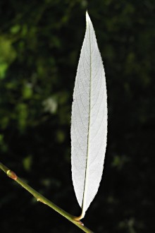 vŕba biela (Salix alba) - spodná strana
