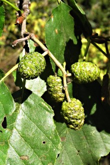 jelša lepkavá (Alnus glutinosa) - dozierajúce samičie (♀) šištice