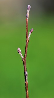 jelša lepkavá (Alnus glutinosa)