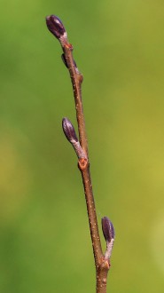 jelša lepkavá (Alnus glutinosa)