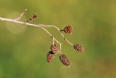 jelša lepkavá (Alnus glutinosa) - zdrevnatené šištice na jeseň