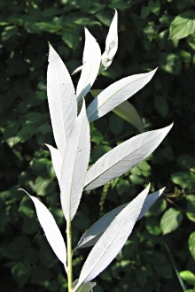 vŕba biela (Salix alba) - vetvička s listami 