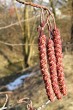 jelša lepkavá (Alnus glutinosa) - samčie (♂) a samičie (♀) jahňady v čase kvitnutia