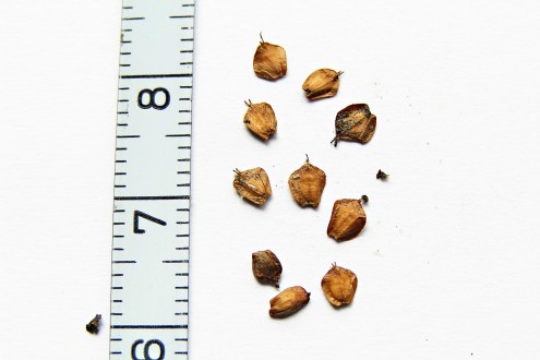 jelša lepkavá (Alnus glutinosa) - nažky vypadnuté zo zdrevnatených šištíc