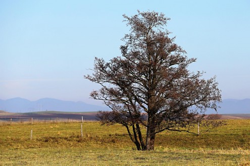 jelša lepkavá (Alnus glutinosa) - Turčianska kotlina