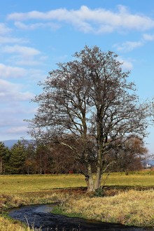 jelša lepkavá (Alnus glutinosa) - ako súčasť brehového porastu (Turčianska kotlina)