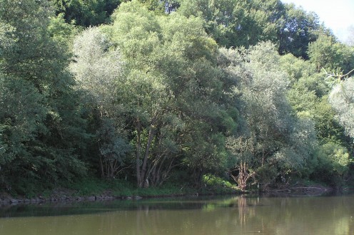 vŕba biela (Salix alba) - brehový porast s vŕbou bielou pri rieke Váh