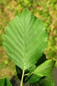 jelša sivá (Alnus incana) - vrchná strana