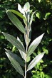 vŕba biela (Salix alba) - vetvička s listami