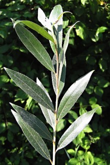 vŕba biela (Salix alba) - vetvička s listami