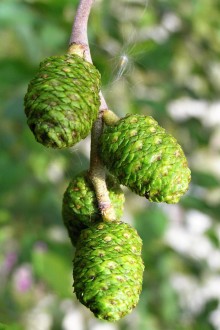 jelša sivá (Alnus incana) - dozierajúce samičie šištice