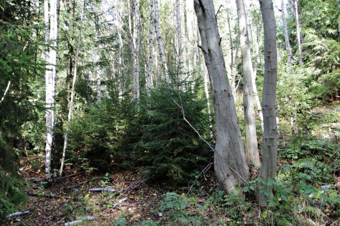 jelša sivá (Alnus incana) - spolu s brezou bielou (Betula pubescens), ako priekopnícka a príprevná drevina pre zmladenie smreka