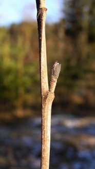 jelša sivá (Alnus incana)