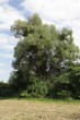 vŕba biela (Salix alba)
