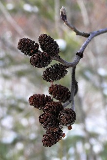jelša sivá (Alnus incana) - zdrevnatené šištice (neskorá jeseň)