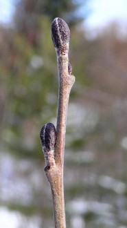 jelša sivá (Alnus incana)