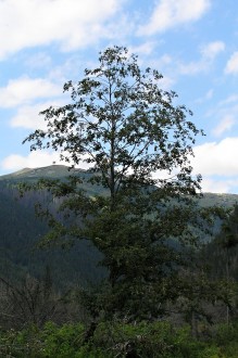 jelša sivá (Alnus incana)