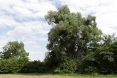 vŕba biela (Salix alba) - Hlohovecký rybník, Južná Morava, Česko