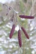 jelša sivá (Alnus incana) - samčie (♂) a samičie (♀) jahňady (zima)